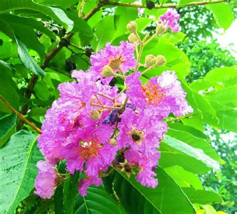 紫薇花种植|紫薇花种子种植方法和时间